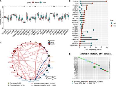 Characterization of the m6A-Associated Tumor Immune Microenvironment in Prostate Cancer to Aid Immunotherapy